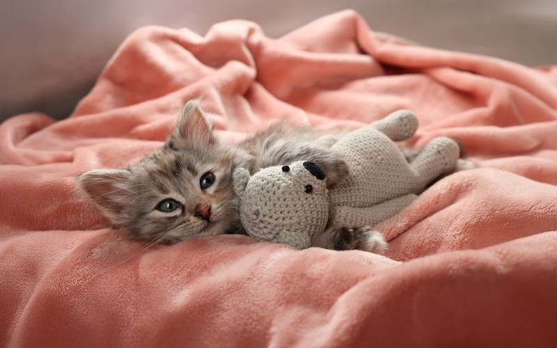 La guía que necesitas para recibir a tu gatito en casa